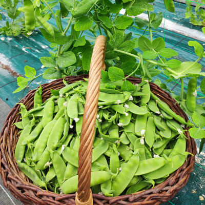Pois mange tout