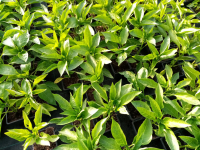 Plant poivron california wonder rouge