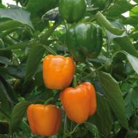 Plant poivron california wonder orange