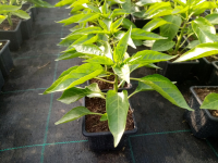 Plant poivron - chocolat