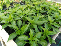 Piment - etna (force 6/10)