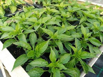 Piment - etna (force 6/10)