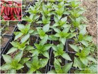 Plant piment - gorria (force 4/10)