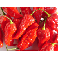 Plant piment - habanero rot (force 10/10)