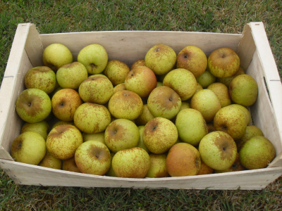 Pomme ancienne  8kg cat 1 95gr et +