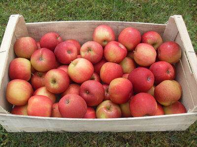 Pomme rouge 8 kg cat 1 95gr