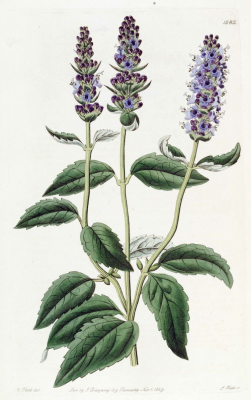Glace agastache 550ml