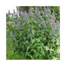 Glace agastache 1litre