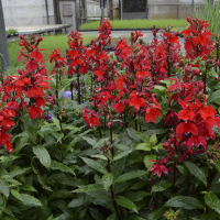 Lobelia scarlet rouge vivace