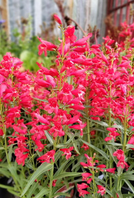 Penstemon ridding hood red