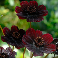 Cosmos chocolas