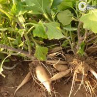 Plants poire de terre