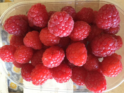 Framboises 1kg