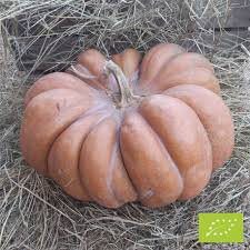 Plant de courge musquée de provence