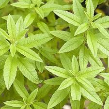 Glace verveine (riz) 550ml