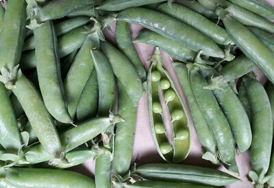 Petits pois à écosser
