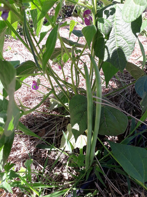 Haricots verts