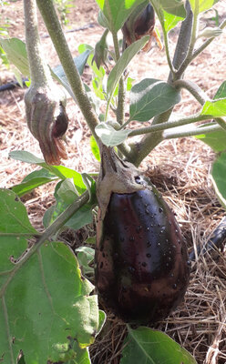 Aubergines