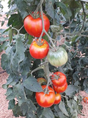 Tomates