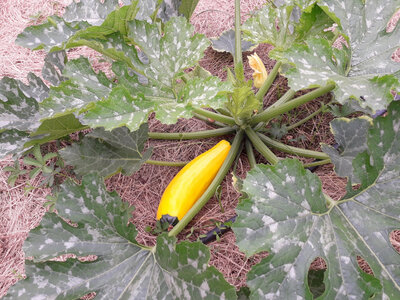 Courgettes longues