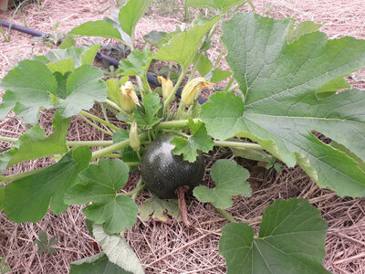 Courgettes rondes