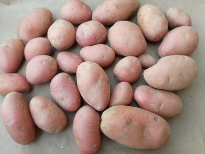 Pommes de terre