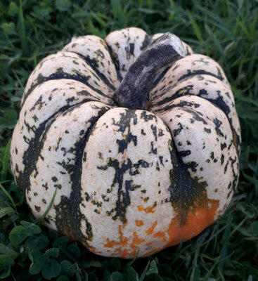 Courge patidou