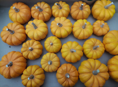 Courge baby boo