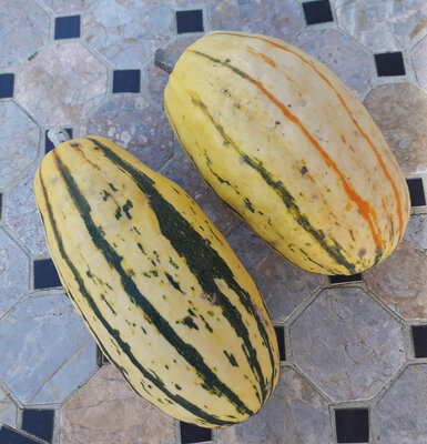 Courge délicata