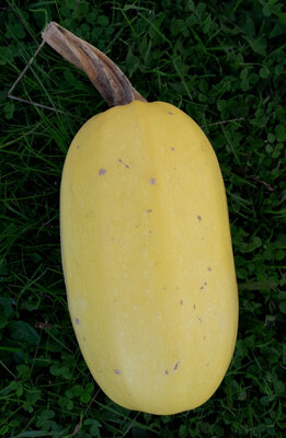 Courge spaghetti