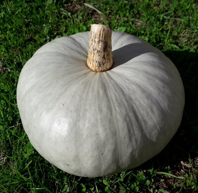 Courge bleu de hongrie