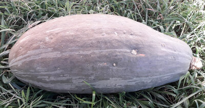 Courge rainbow banana