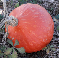 Courge potimarron vendue en quartier