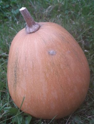 Courge sucrine du berry