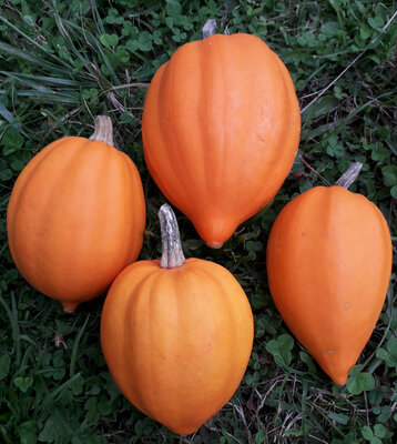 Courge acorn orange