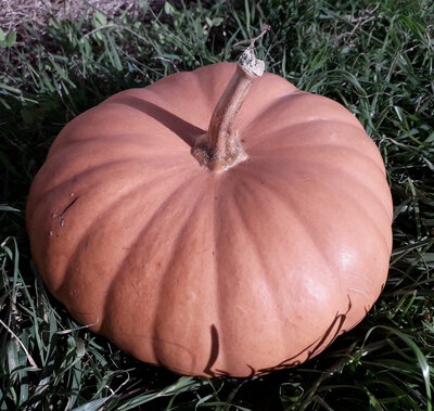 Courge tancheese vendue en quartier