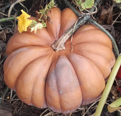 Courge musque muscade