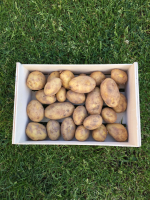 Pomme de terre nouvelle