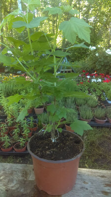 Groseillier en pot de 17 cm