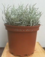 Herbe à curry pot de 17 cm