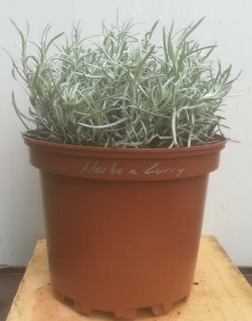 Herbe à curry pot de 17 cm