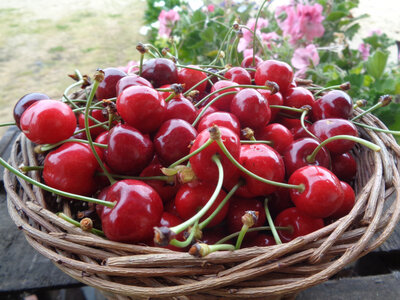 Cerises 'guignes'