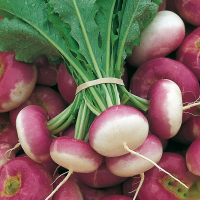 Navets botte (nouveaux)