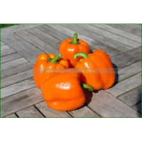 Plant de poivron cubo orange bio
