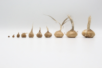 Bulbes à safran calibre 2