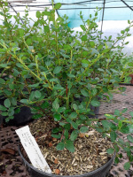 Ceanothe thyrsifolius skylark