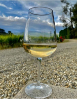 Viognier sec 2019 igp vaucluse