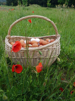 Oeufs frais
