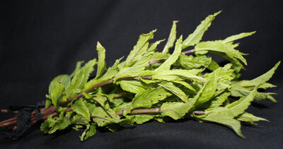 Bouquet de menthe fraiche