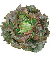 Salade batavia rouge grenobloise